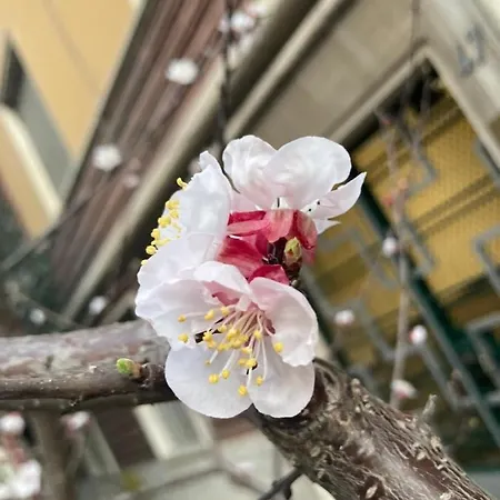 Our Home In Rome - Via Machiavelli Buitenkant foto